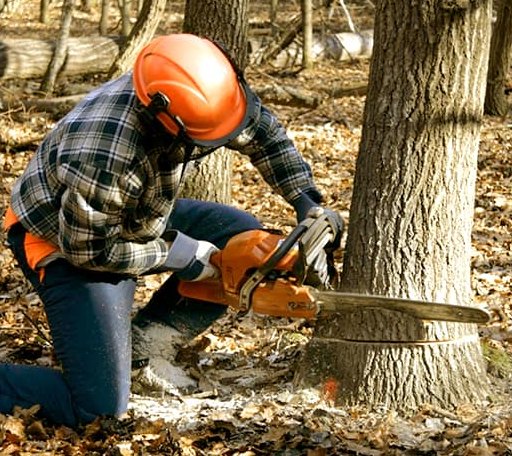 Tree Removal in Rutherford, CA